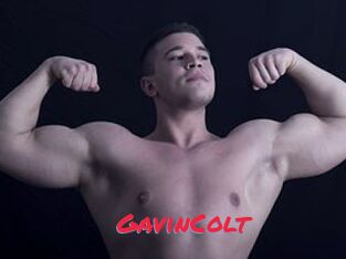 GavinColt